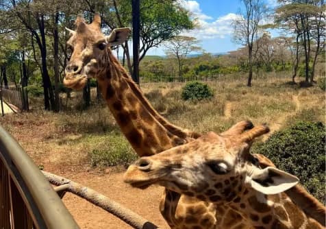 Giraffes photographed during a wildlife trip